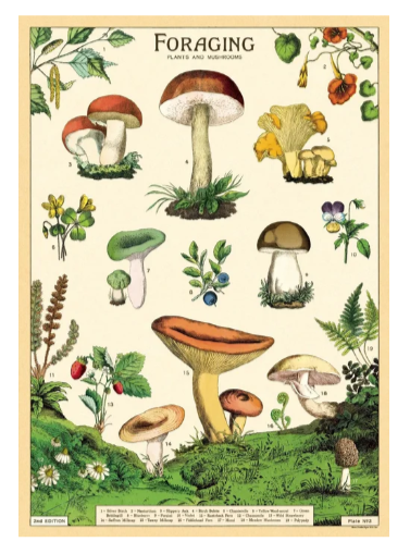 Cavallini & Co Vintage Posters