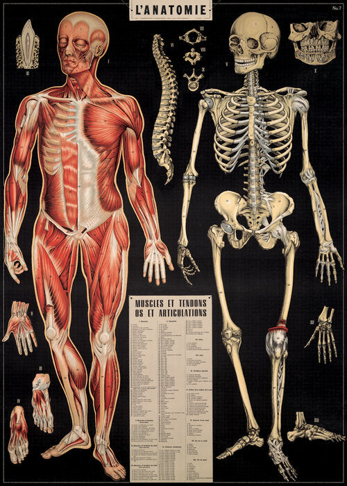 Cavallini & Co Vintage Inspired Posters