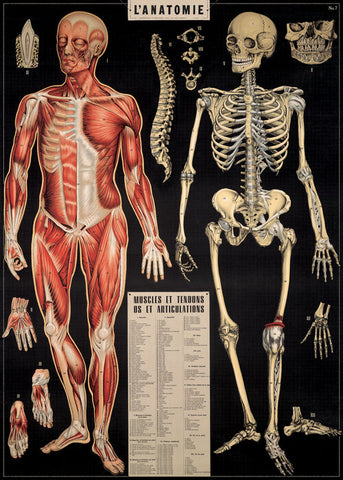 Poster Vintage Inspired L'Anatomie