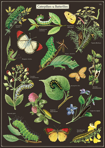 Poster Vintage Inspired Caterpillars and Butterflies