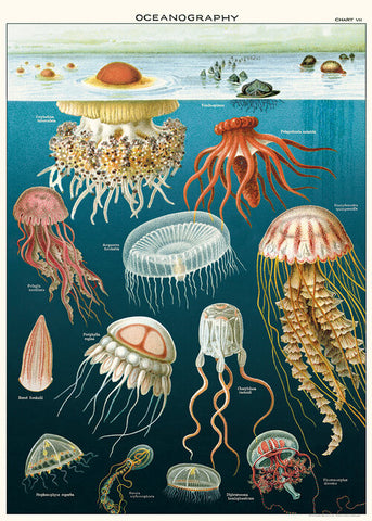 Poster Vintage Inspired Jellyfish