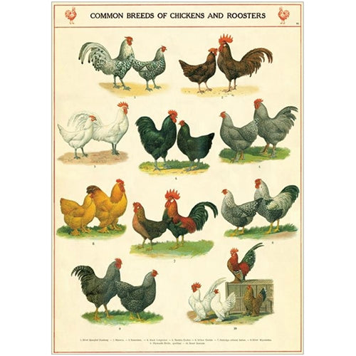 Cavallini & Co Vintage Posters