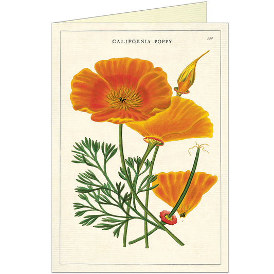 Cavallini & Co Vintage Inspired Greeting Cards