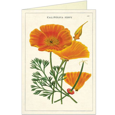 Greeting Cards Vintage Inspired California Poppy