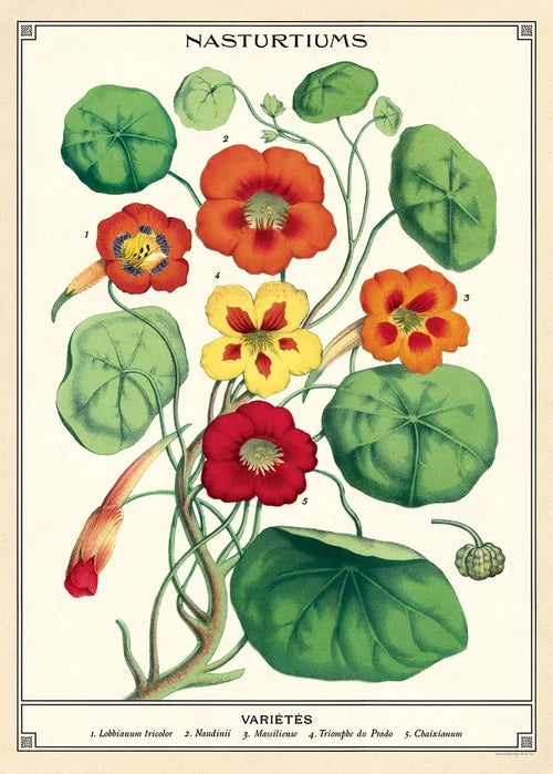 Cavallini & Co Vintage Inspired Posters