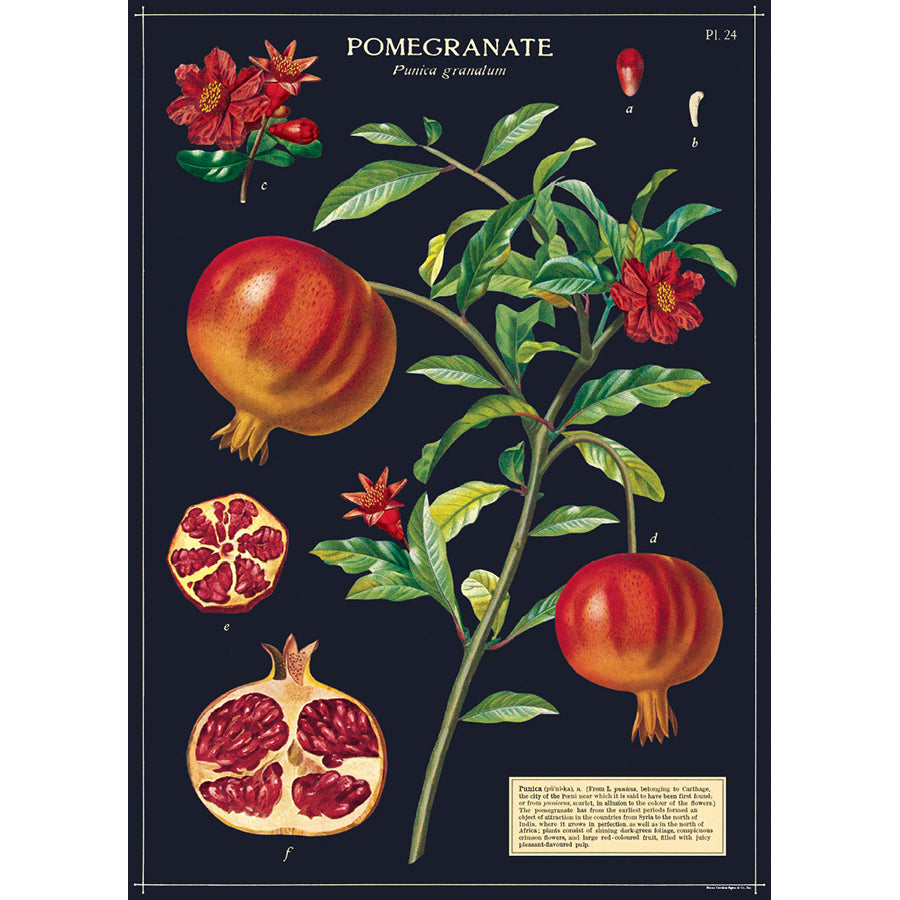 Cavallini & Co Vintage Inspired Posters