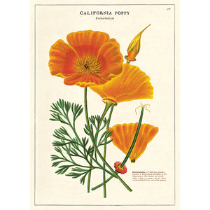 Poster Vintage California Poppy