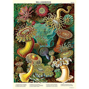 Cavallini & Co Vintage Inspired Posters