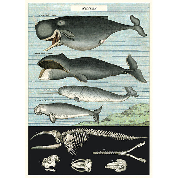 Cavallini & Co Vintage Inspired Posters