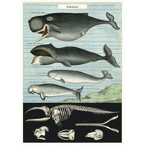 Poster Vintage Inspired Whale Chart