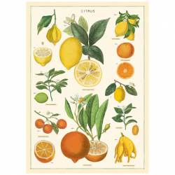 Poster Vintage Inspired Citrus