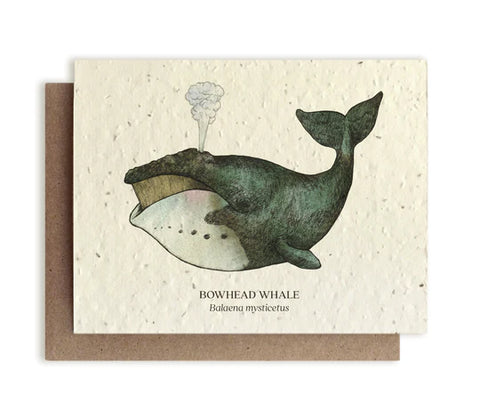 Plantable Greeting Cards Bowhead Whale